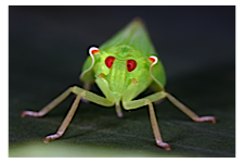 FLOW planthopper fulgoroidea fulgoromorpha insect